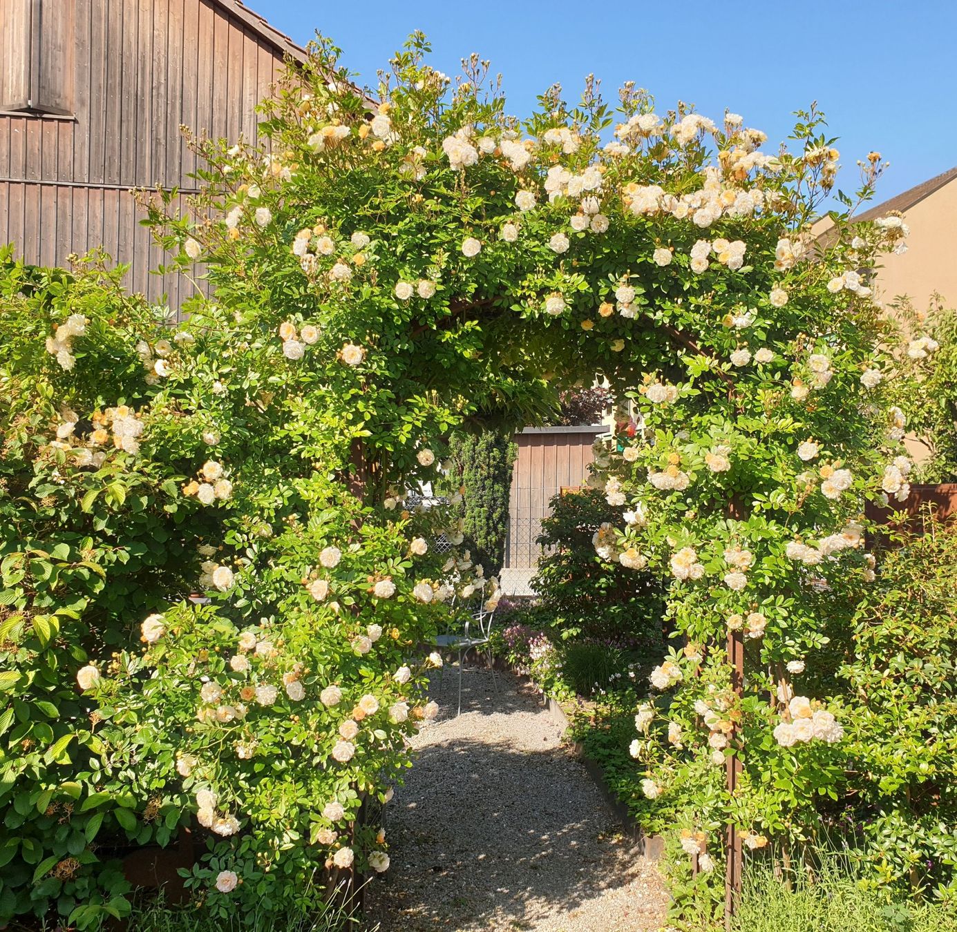 Altre Decorazioni per giardino: massiver Rosenbogen – Usato da Winterthur venduto da Barbarav 2