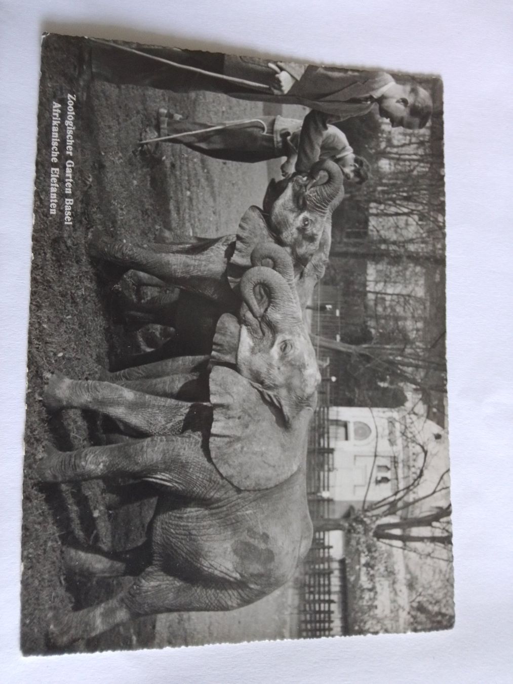 Cartes postales: Basel Zoo Ernst Lang – D'occasion à Adligenswil par madhater 1