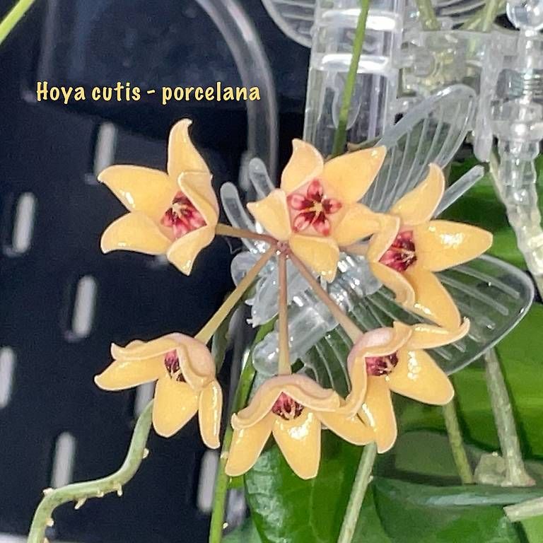 Piante & sementi: Hoya cutis - porcelana – Usato da Schönholzerswilen venduto da Leavylounge 2