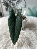 Alocasia Scalprum #11