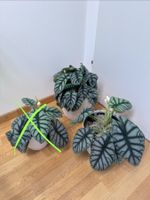 🌱 Alocasia silver dragon