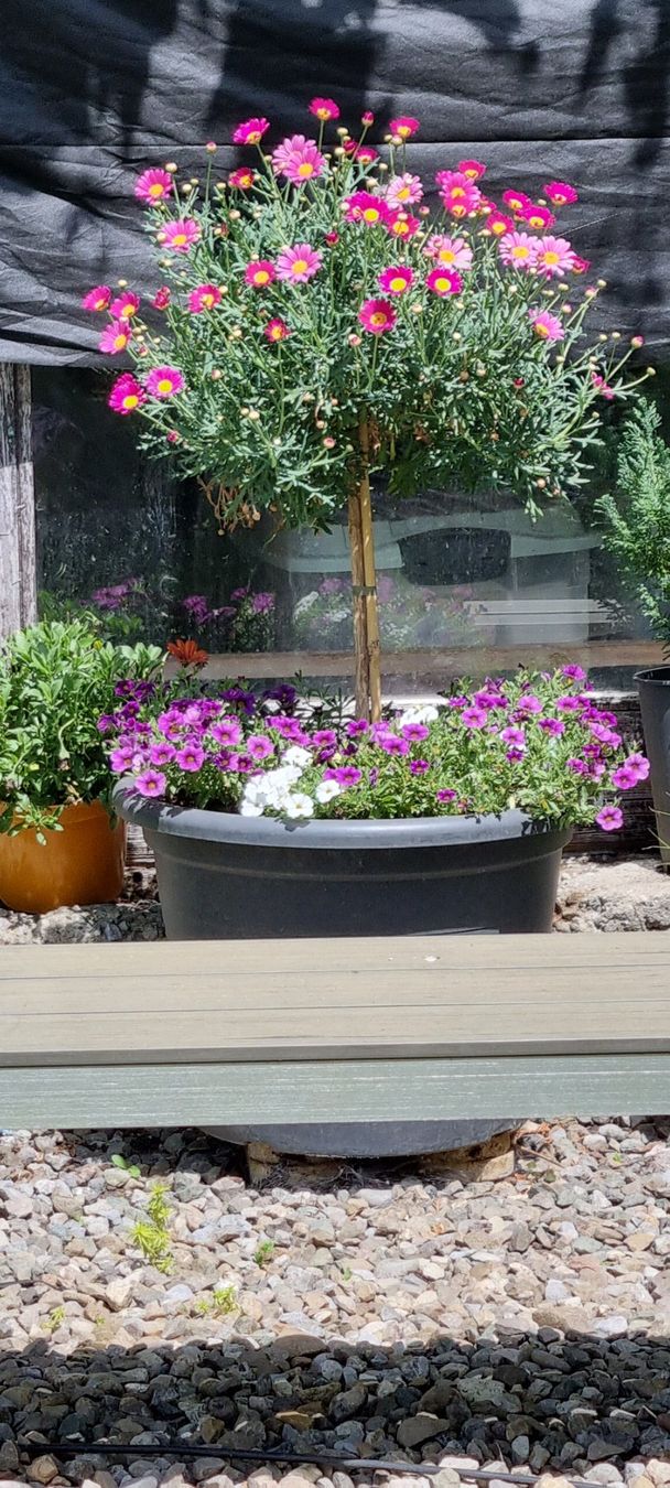 Piante & sementi: Margritenstämmchen, rosa - Blühende Gartendekoration! – Usato da egliswil venduto da Maggy6 2