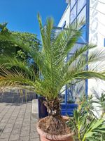 Kanarische Dattelpalme gross