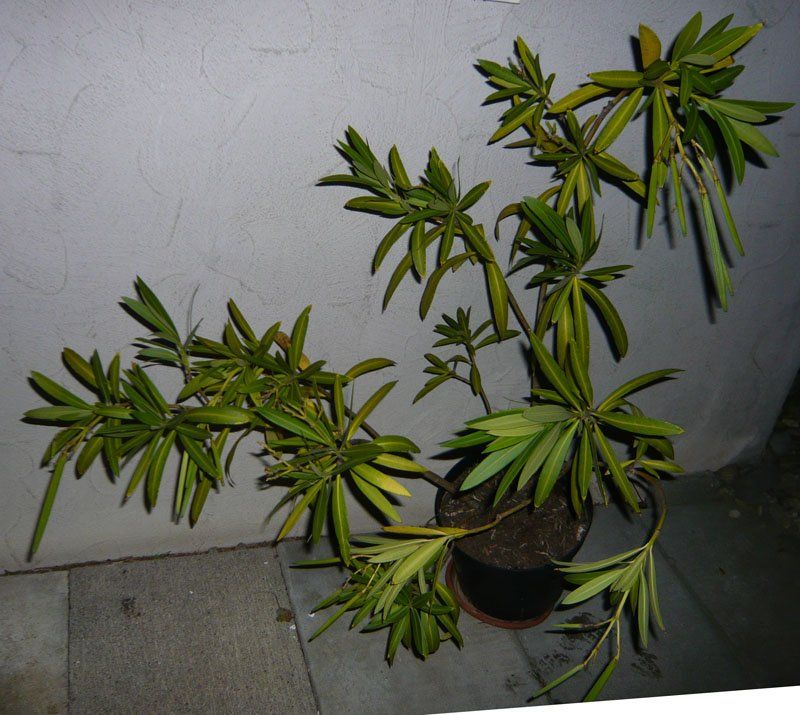 Piante & sementi: Oleander 120 cm / Pflanze – Nuovo (secondo la descrizione) da Ruggell venduto da Btt 2