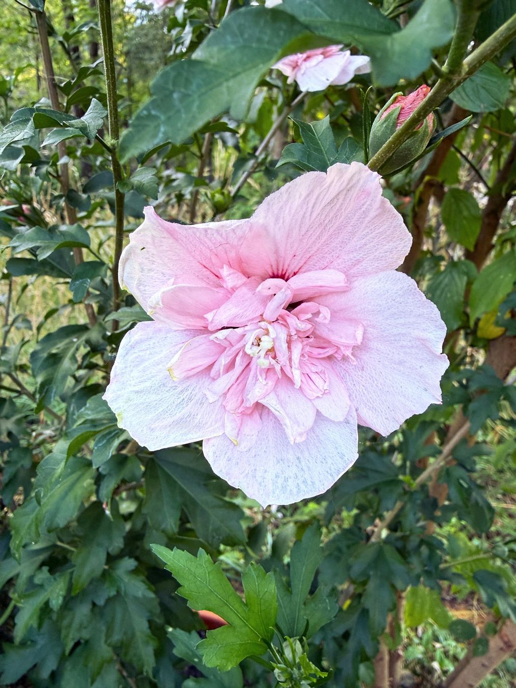 Pflanzen & Samen: Hibiscus syriacus 'Pink Chiffon' ¦ 'Three Sisters' – Neu (gemäss Beschreibung) aus Dübendorf von Orchid18 1