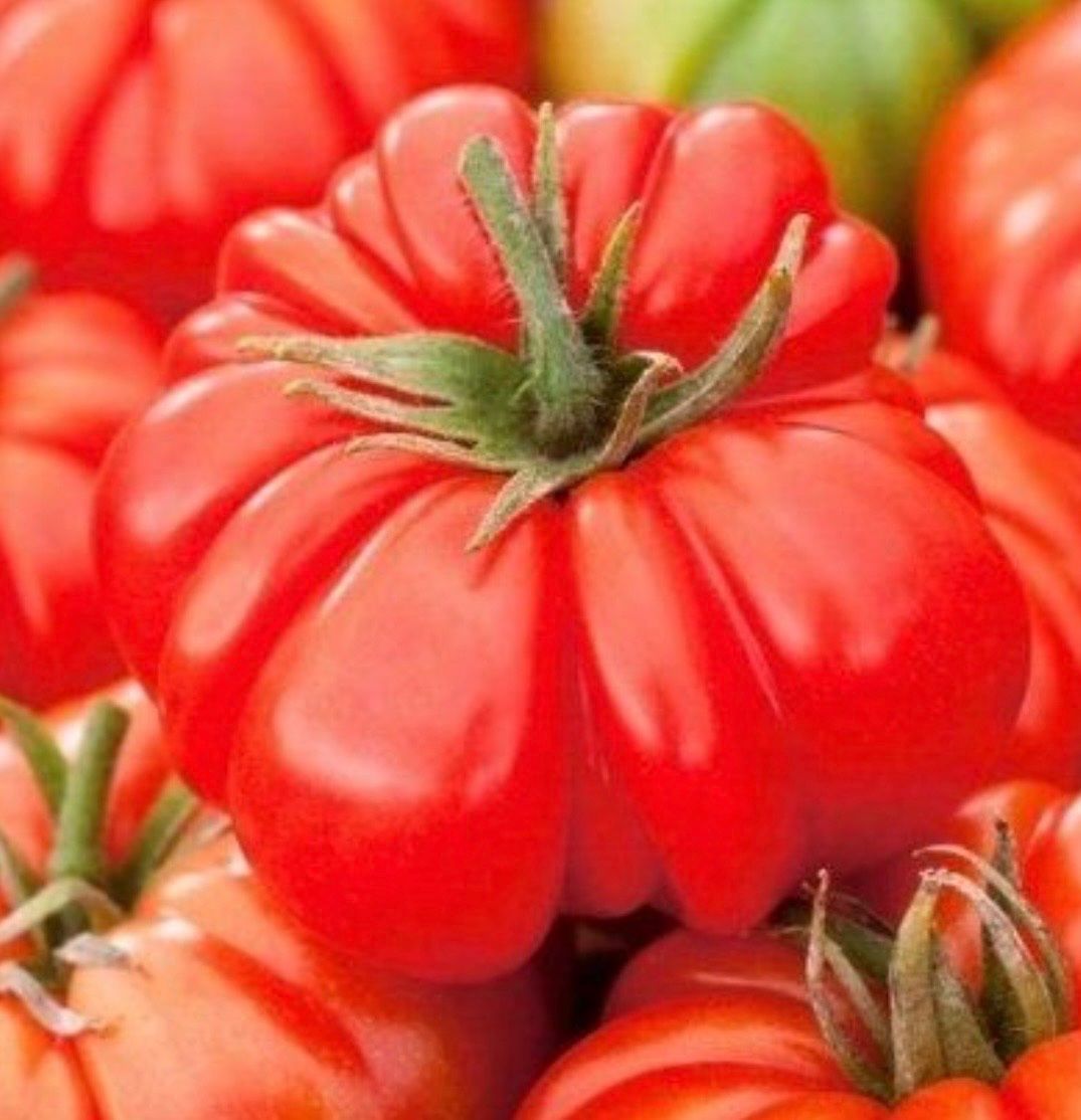 Piante & sementi: TOMATE Costoluto Fiorentino / 5 Samen – Nuovo (secondo la descrizione) da Kerzers venduto da kriszti0