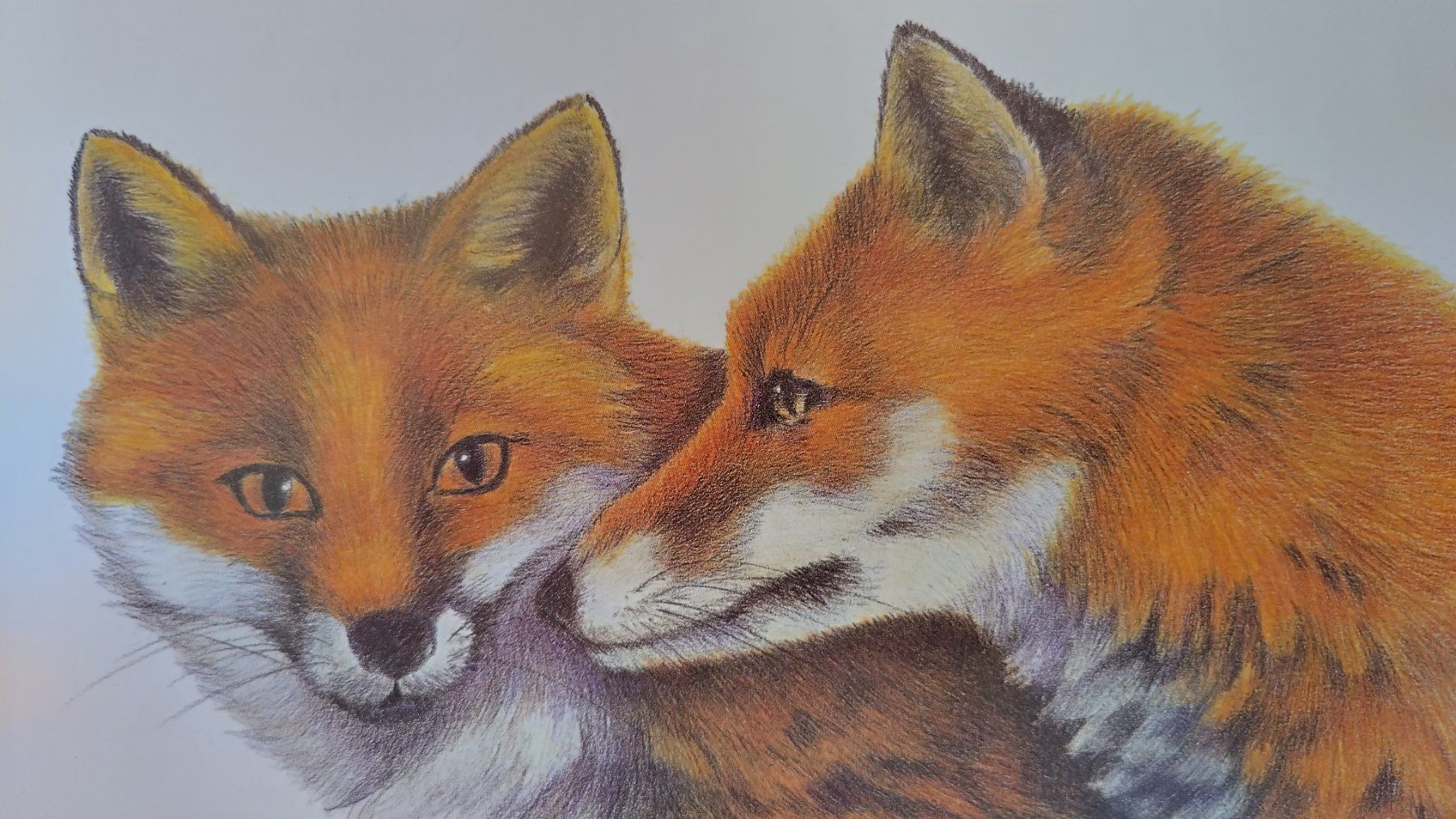 Bücher: Fuchs - Bilderbuch / Fuchsbeute / Ab Fr. 8.- – Gebraucht aus Bellach von JingleJerry 7