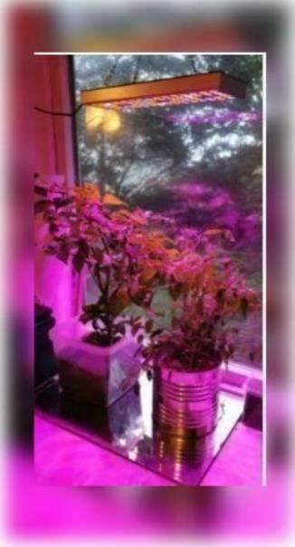 Lampade: LED Grow Light LED Pflanzenlampe – Nuovo e nell'imballaggio originale da Amriswil venduto da Ravinvida 6