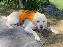 Schwimmweste Ruffwear, Schwimmhilfe für Hunde, M, mit Griff