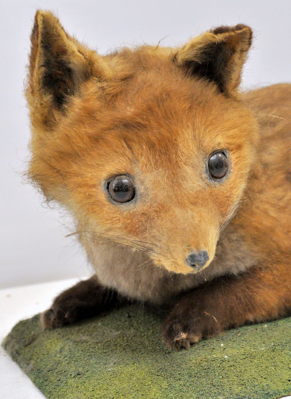 Welt der Tiere: Renardeau naturalisé – Gebraucht aus Neuchâtel von Neuchatel 8