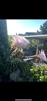 🌸🌵Echinopsis tubiflora🌵🌸