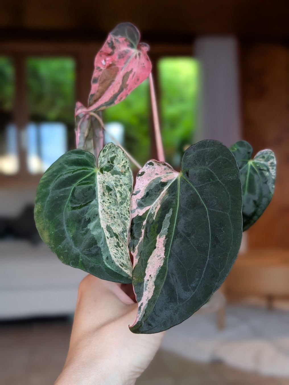 Piante & sementi: Anthurium "Hot Barbie" Pink Variegata – Nuovo (secondo la descrizione) da Faulensee venduto da plantmama 5