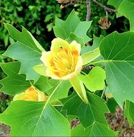 10 Samen SELTENE "LIRIODENDRON TULIPIFERA" =  Tulpenbaum 🌷