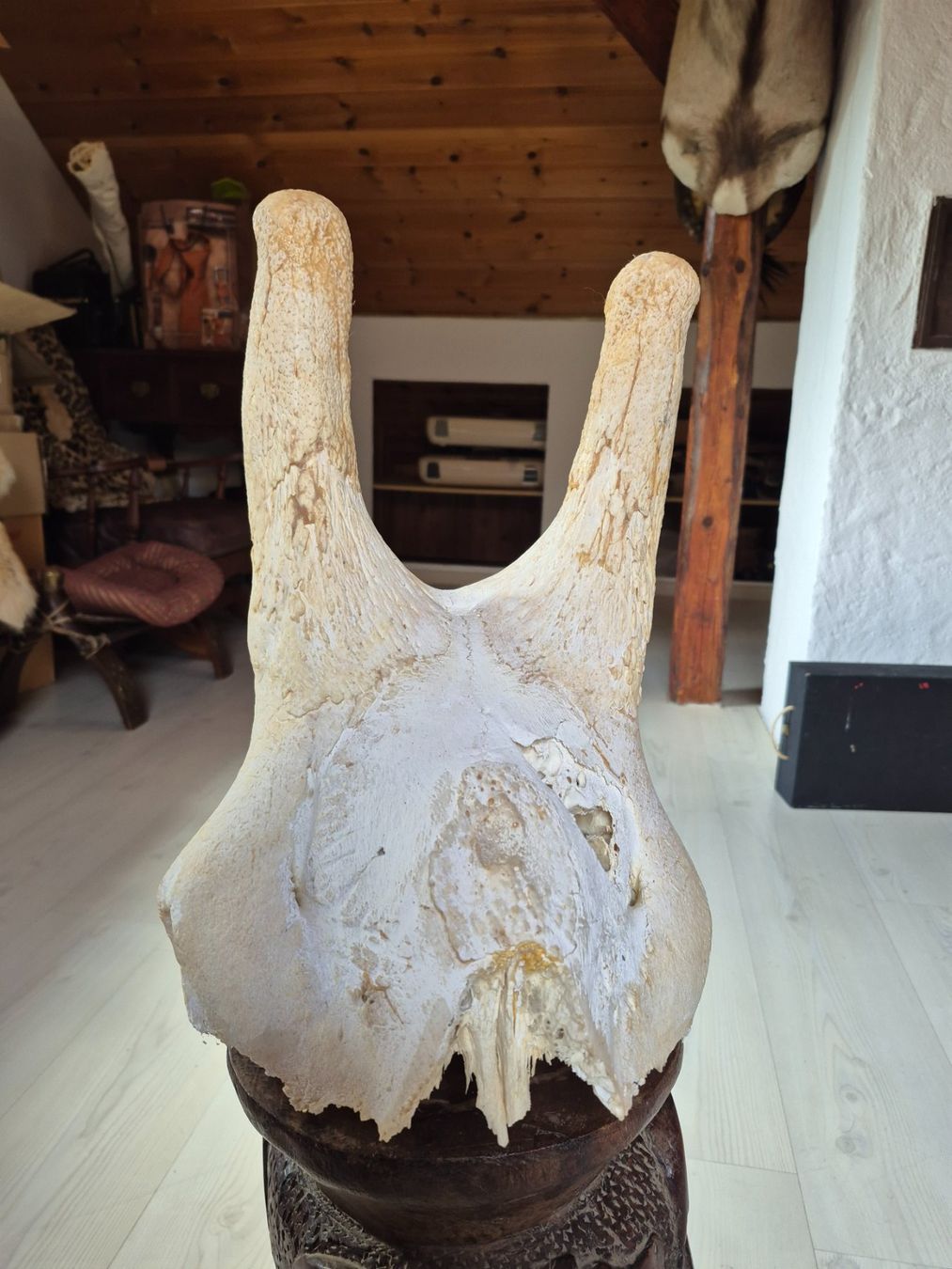 Il mondo degli animali: Crane de giraffe/ Giraffenschädel – Usato da Treyvaux venduto da Kbh2000