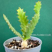 Euphorbia Stellata - einzigartige Form die neugierig macht