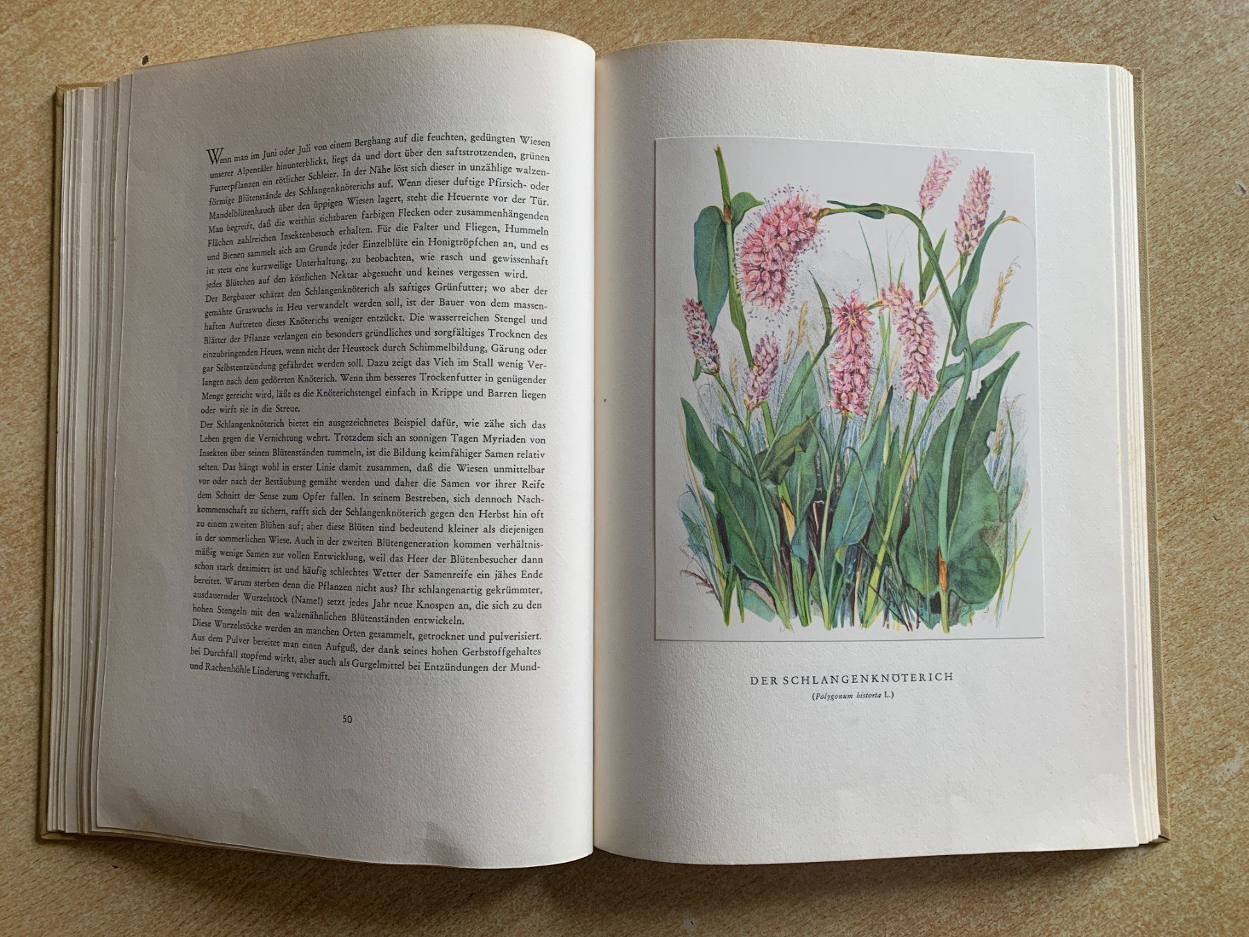 Libri: Buch "Bergblumen der Heimat" – Usato da Flums venduto da finn1975 4