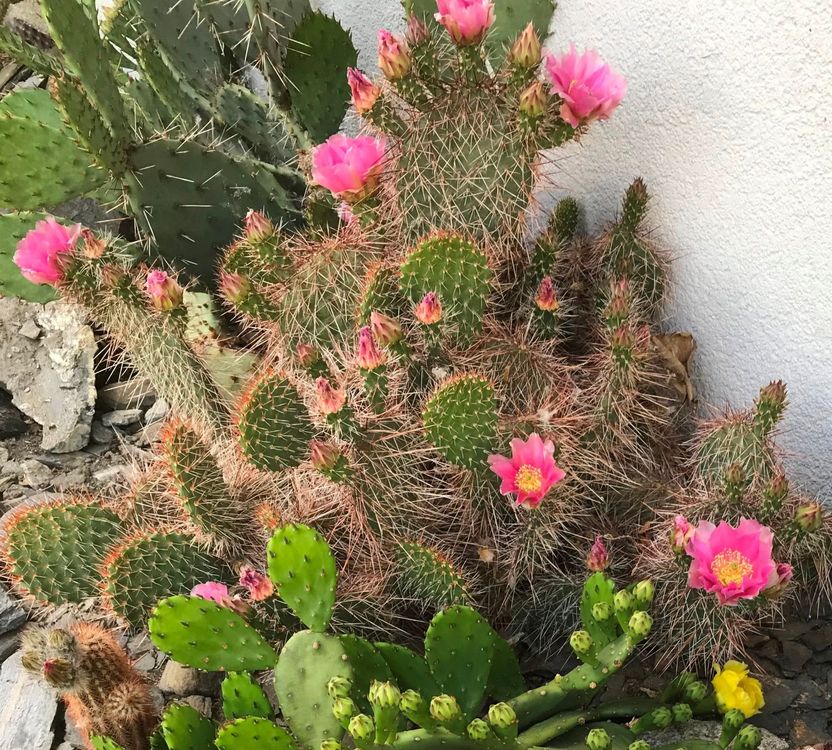 5 Sorten, >10 Stecklinge Opuntien Kakteen für den Garten Kaufen auf