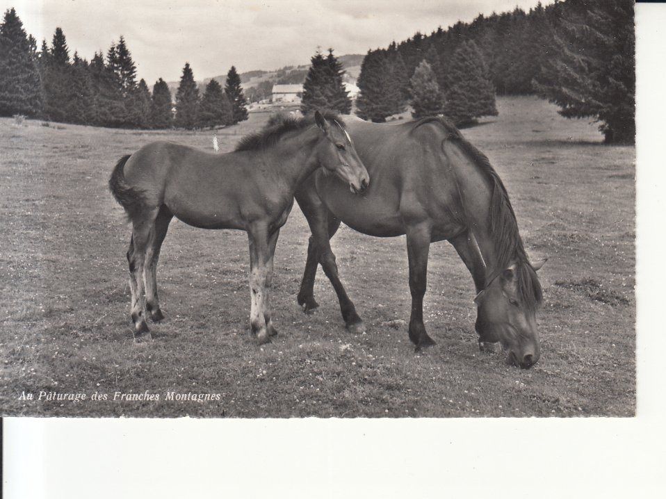 Cartoline postali: Franches Montagnes ca. 1950 – Usato da Bürglen TG venduto da StampGraf