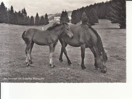 Franches Montagnes ca. 1950