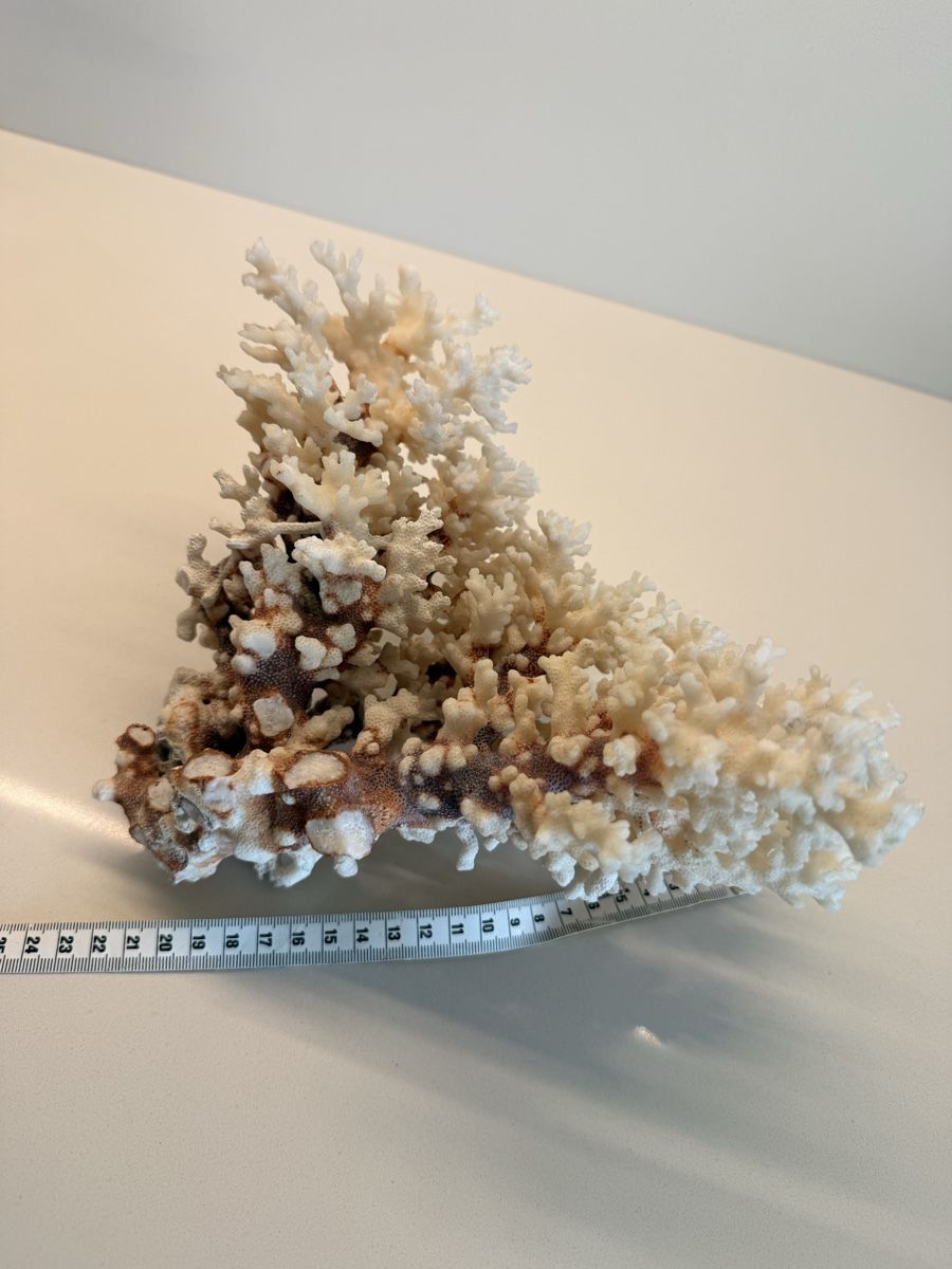 Fossili: Wunderschöne echte weisse Koralle vollkorallenbaum – Usato da Staad SG venduto da Chirrari 4