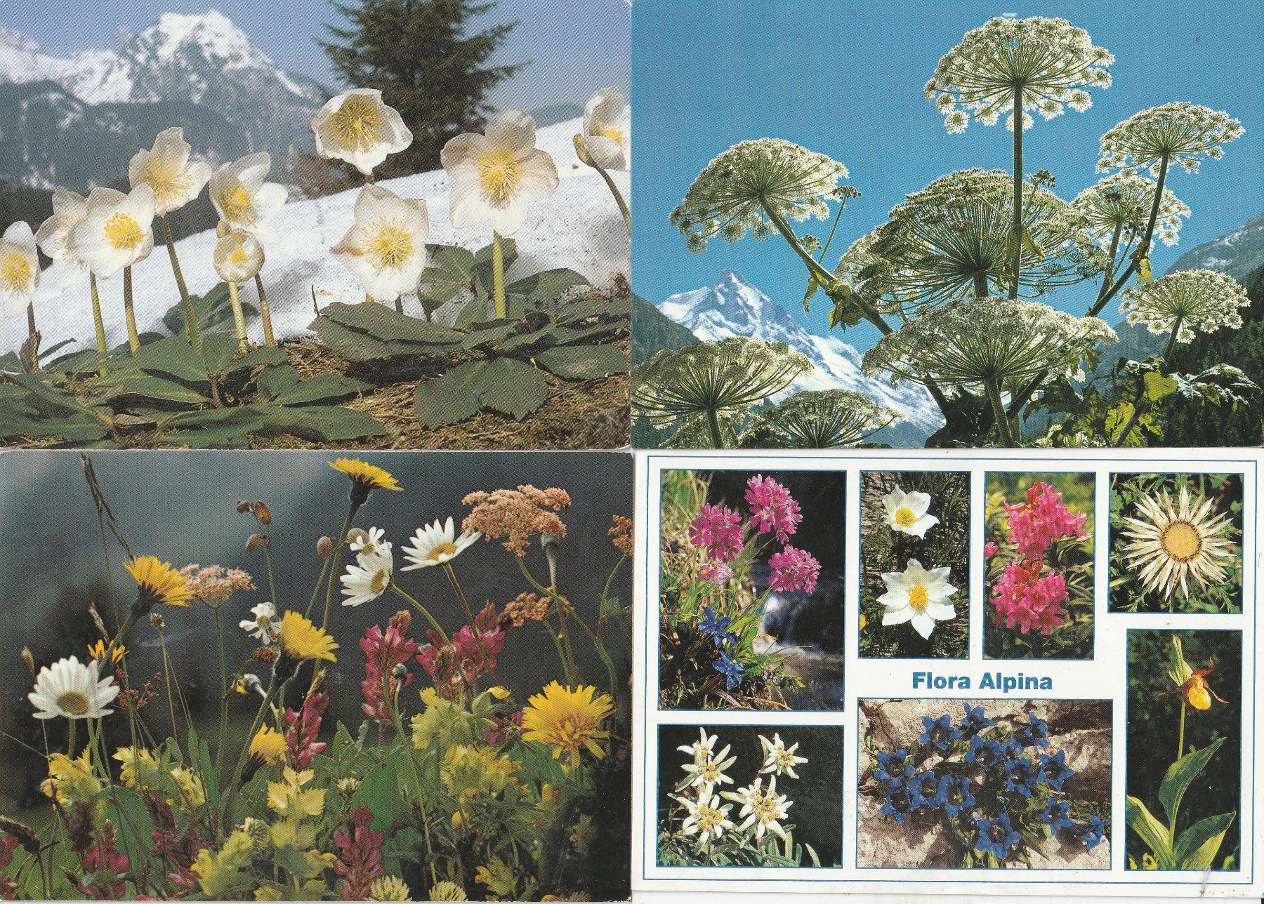 Cartoline postali: 16 Schöne Blumenkarten – Usato da Lumbrein venduto da made02 2