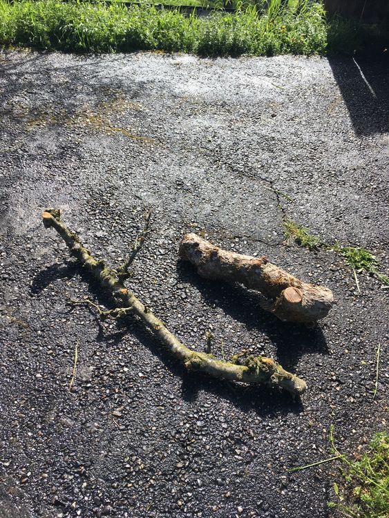 Apfelbaumstämmchen und Ast Kaufen auf Ricardo