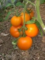 TOMATE KAKI COING  (très ancienne) 3g
