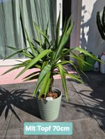 Yucca Palme, Zimmerpflanze, Topf Inklusive!