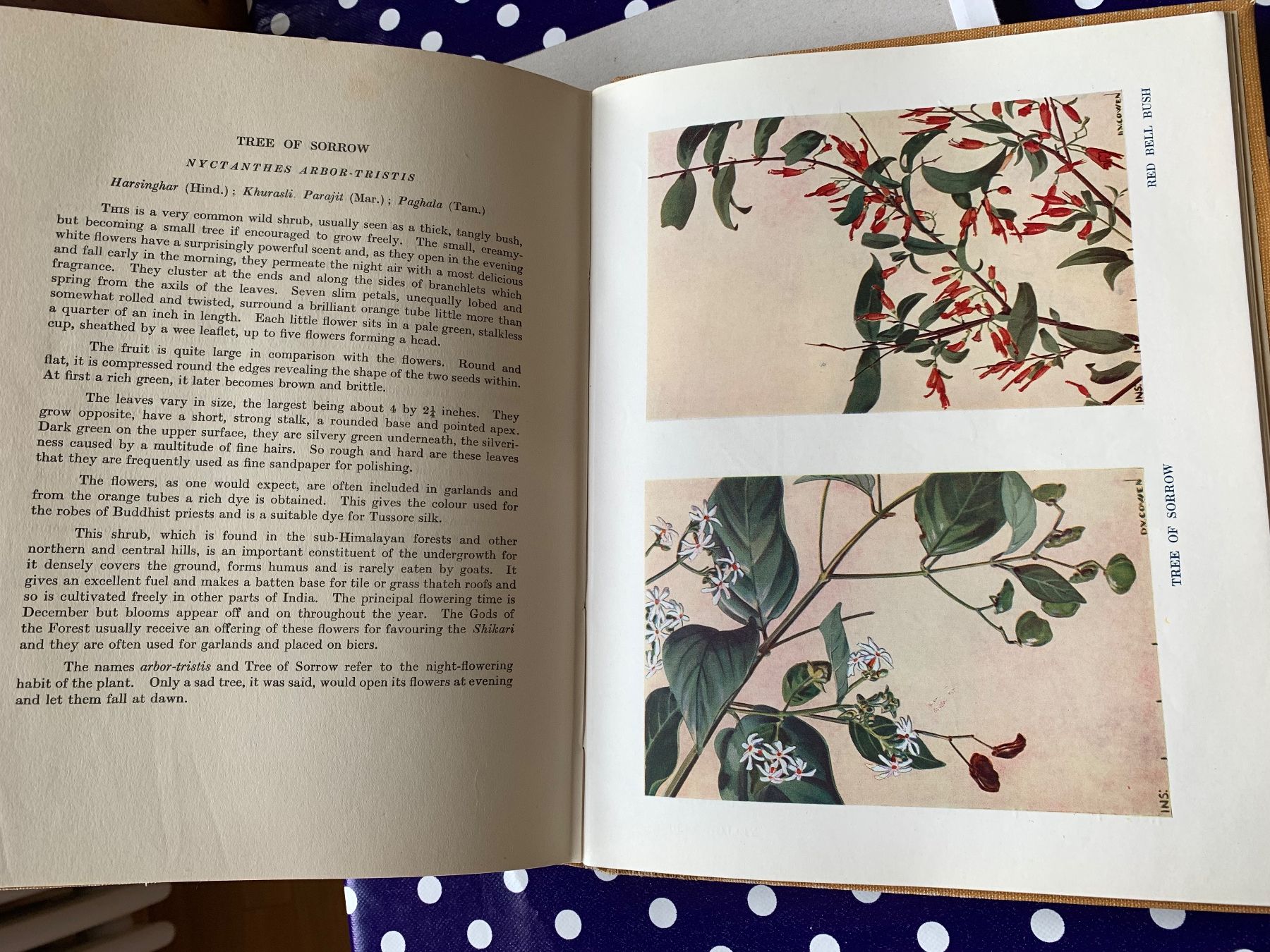 Libri: Flowering Trees ans Shrubs in India von 1950 – Usato da Basel venduto da Akinom50 1