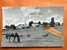 2701 Au Pâturage des Franches-Montagnes