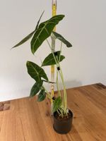 Alocasia Micholitziana „Frydek“ in Hydrokultur