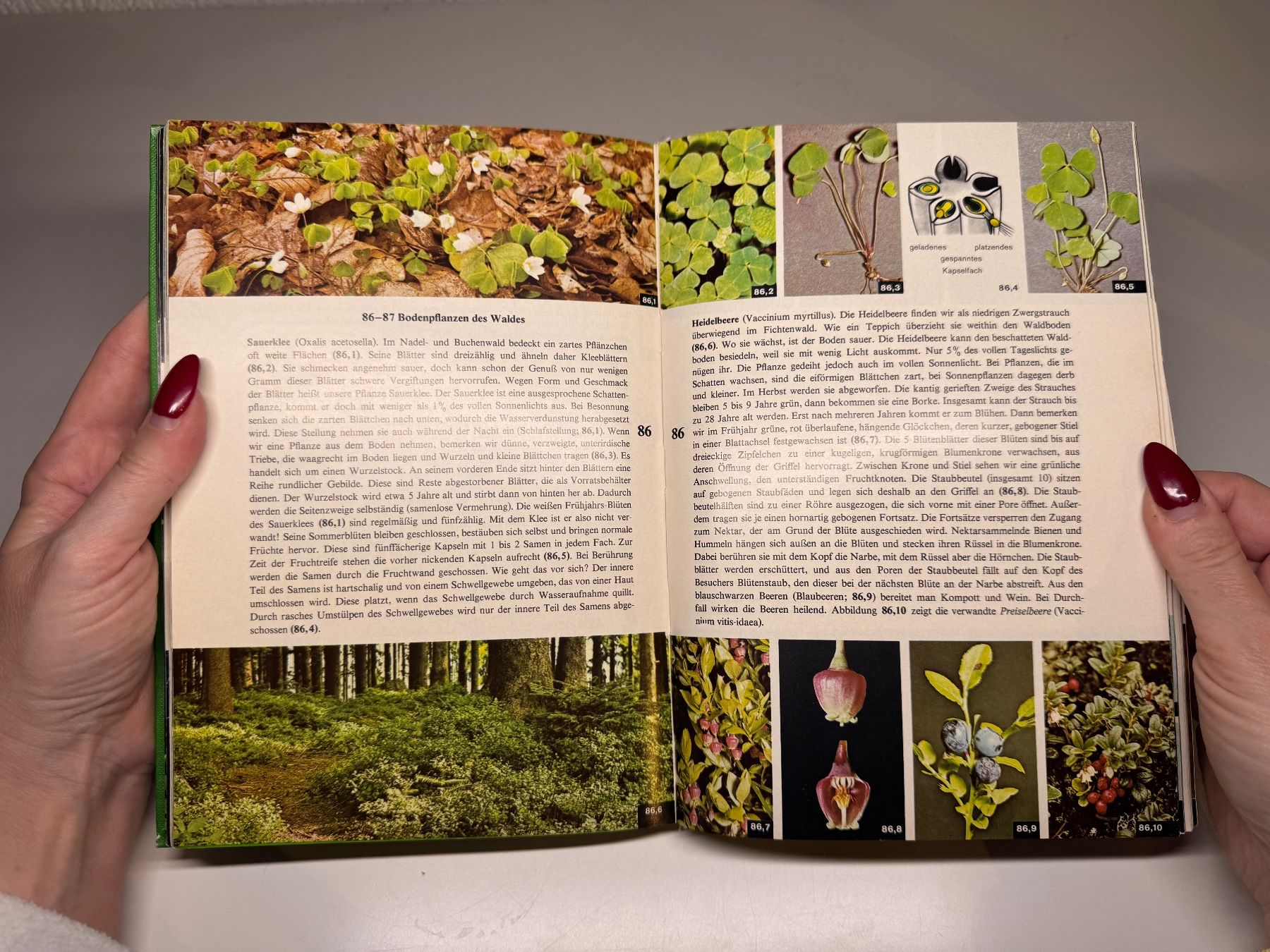 Libri: BUCH: Die Pflanze Sammelband – Usato da Grosswangen venduto da Second_hand_paradise 7