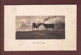 KÜHE - Die Schmeichler - 1911