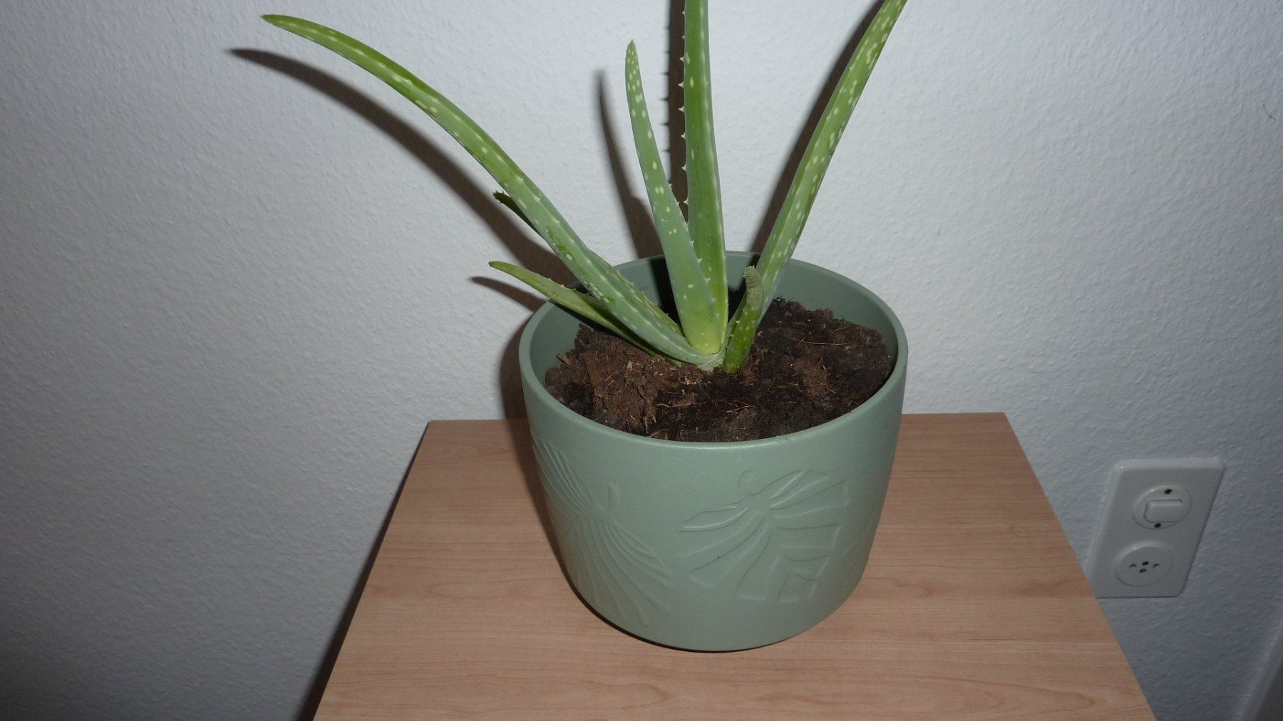 Plantes & graines: aloe vera   pflanze – Neuf (Voir description) à Füllinsdorf par pmarkus