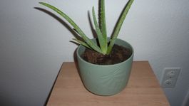 aloe vera   pflanze