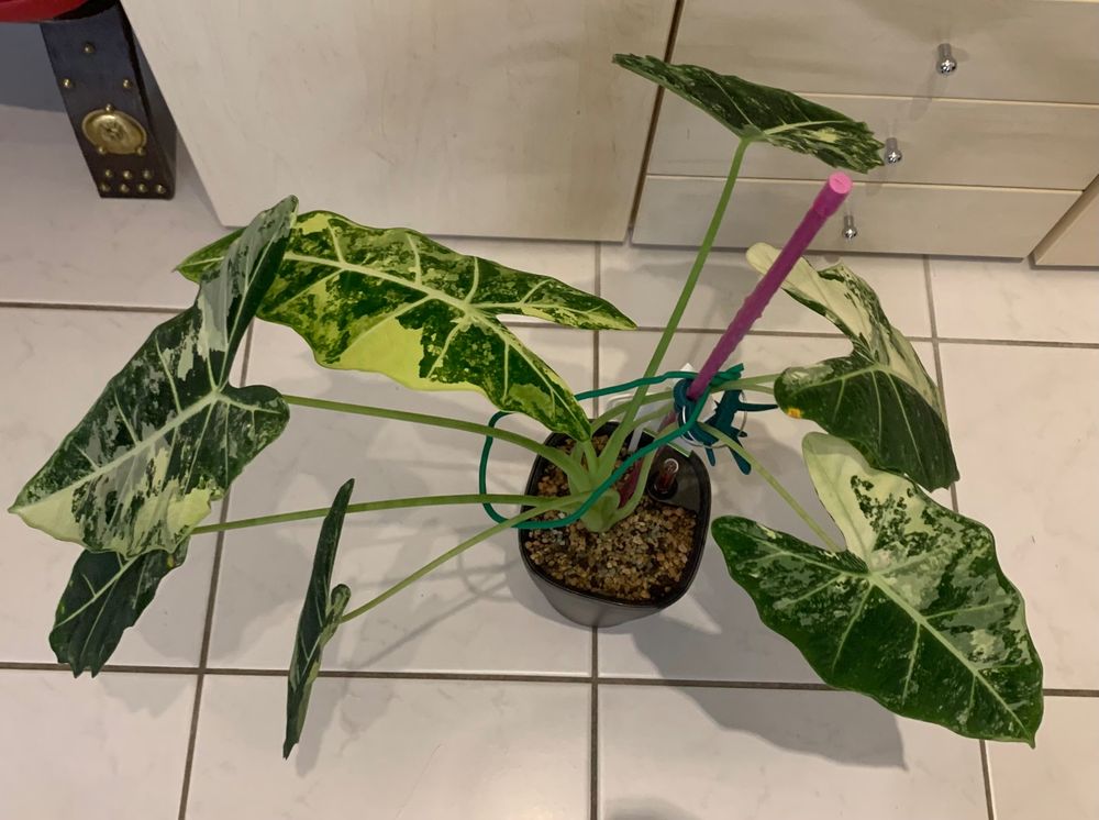 Philodendron Variegata Alocasia Frydek Variegata Rhizom (Wurzelstock)   Seltene, Wei-grn Panaschierten Elefantenohr Pflanze Alocasia Frydek  Variegata Pflege