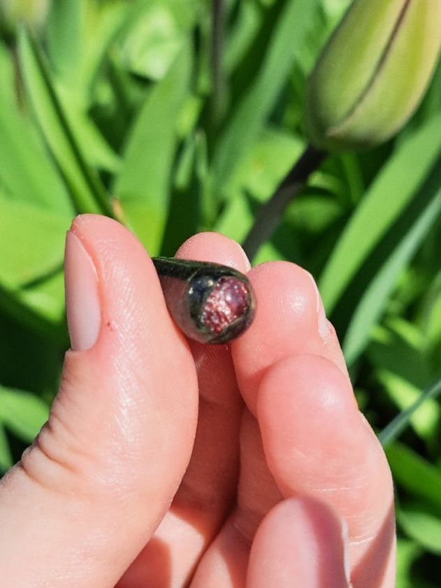Ciondoli: Schweizer Granat & Peridotit Anhänger – Nuovo e nell'imballaggio originale da Richterswil venduto da Viorella 2