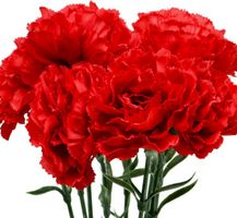 Ab 5.- fr !!! 5 Samen Rote Doppel-Chabaud-Nelke 5 Graines