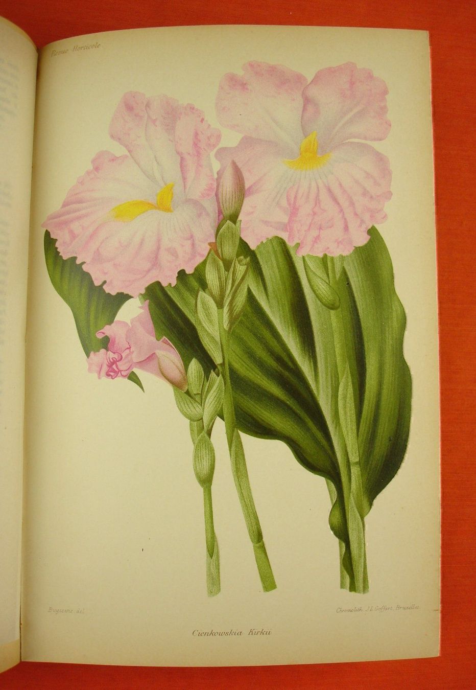 Livres: REVUE HORTICOLE 1899, LITHOS – D'occasion à Grüningen par Kartensammler 4