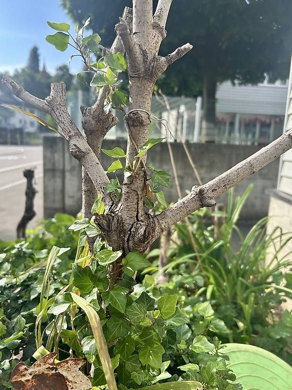 Plantes & graines: Efeu – Neuf avec emballage d'origine à Frauenfeld par Irene.Schuppli 4