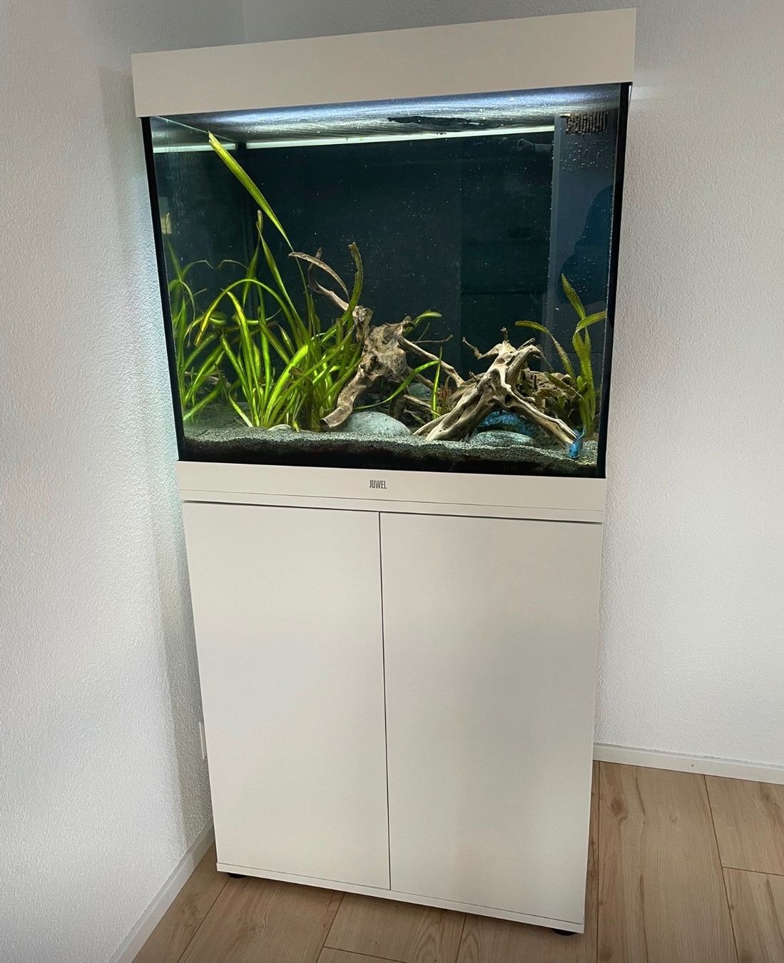 Juwel Acquari: Aquarium Juwel – Usato da Würenlingen venduto da Fasnacht6