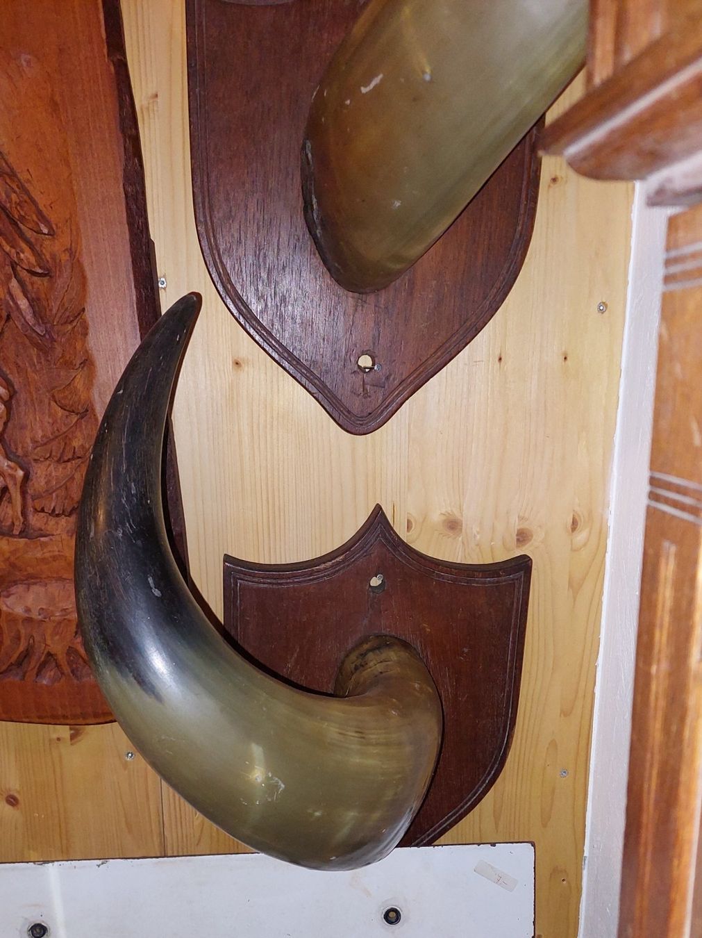 Altre raccolte & rarità: Bisonhörner Trophäen – Usato da Siblingen venduto da rantiques 1