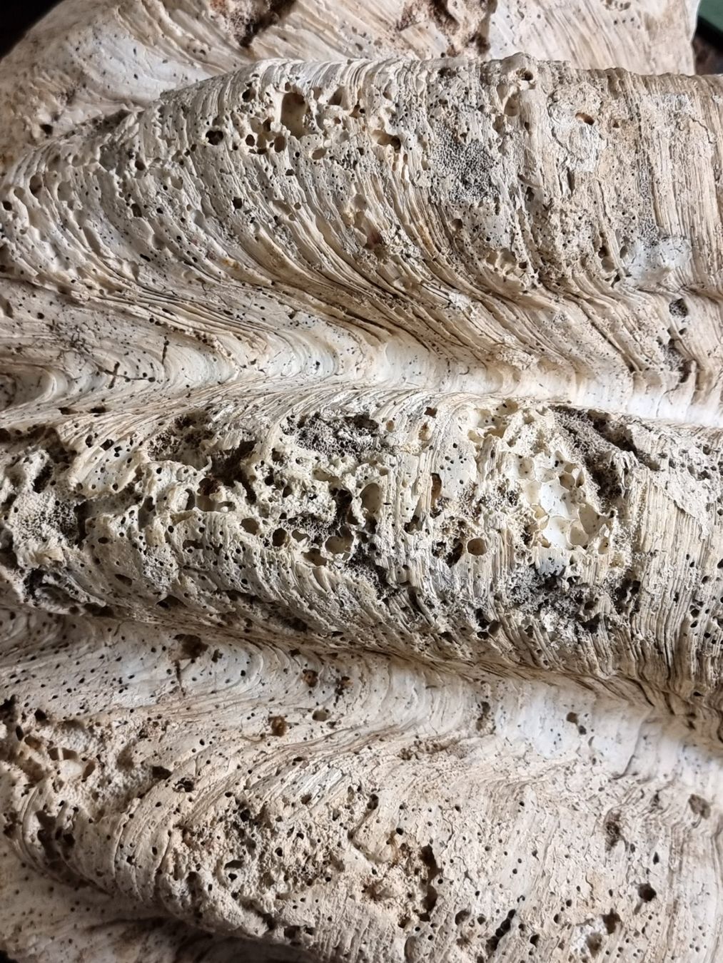 Fossilien: Riesenmuschel aus Indonesien – Gebraucht aus Zürich von Zuerichparis08 7