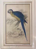 Papageien 7 Stk. Kupferstiche 1843