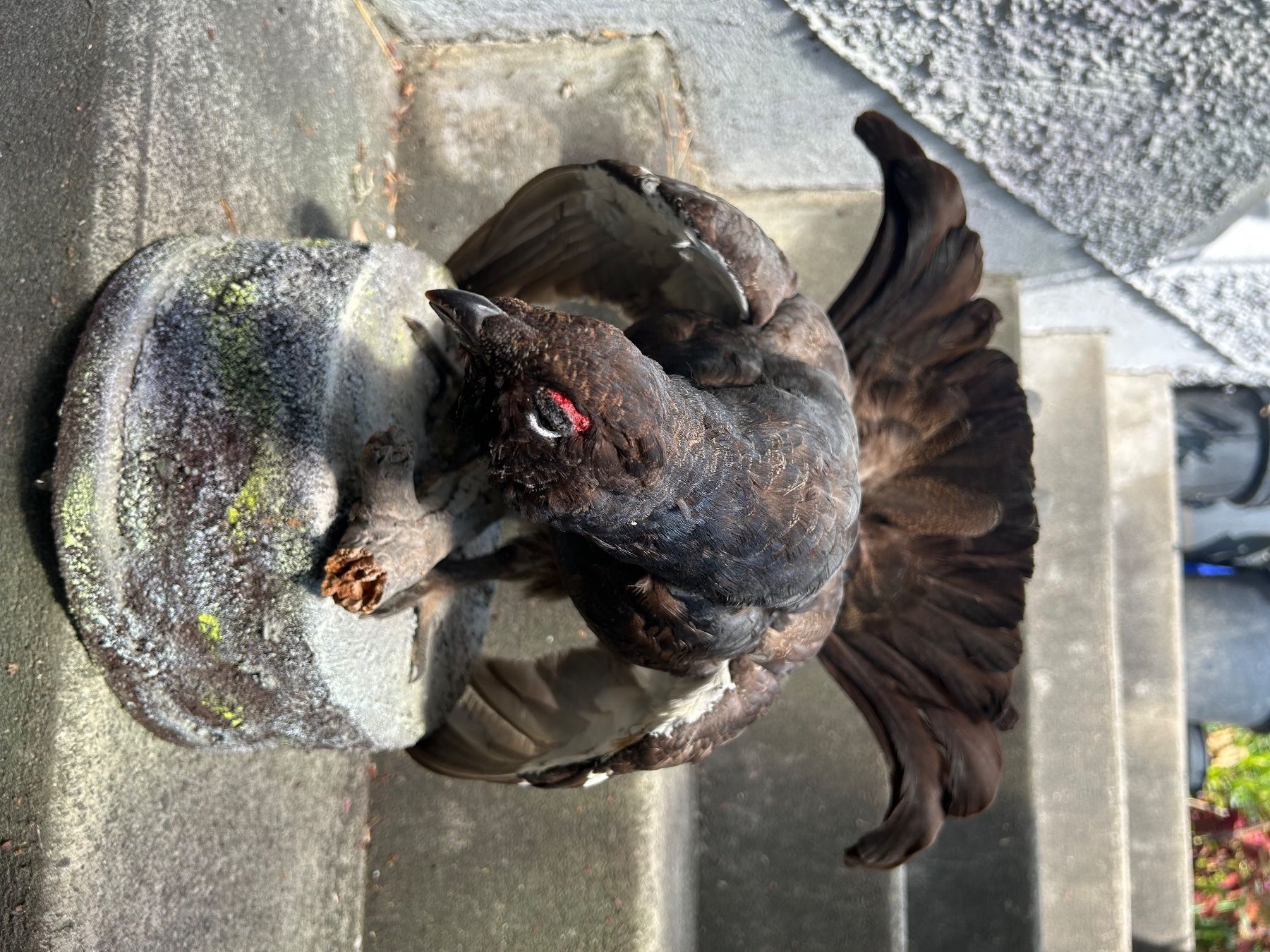 Il mondo degli animali: Birkhahn – Usato da Buchs AG venduto da Sphenodus