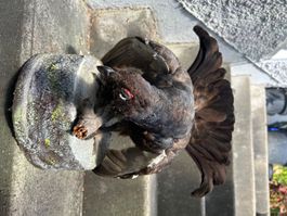 Birkhahn