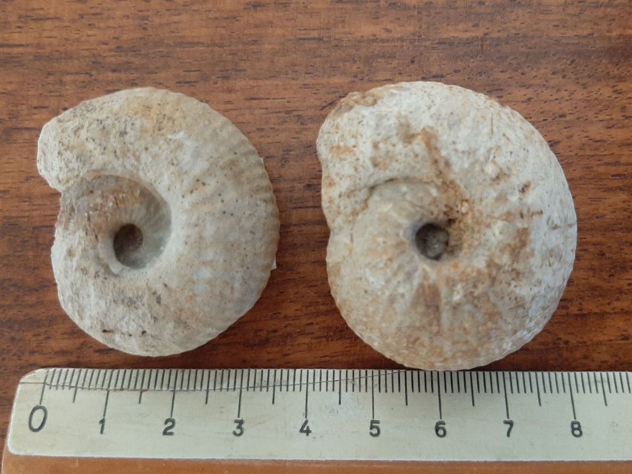Fossili: Ammoniten Normandie – Usato da Rickenbach BL venduto da Oktober68 1
