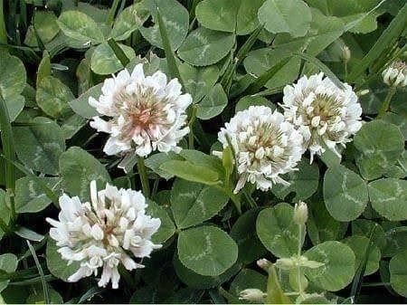 Piante & sementi: Trèfle blanc (Trifolium repens) 500g – Nuovo (secondo la descrizione) da Bremblens venduto da FIBONACCI369 1