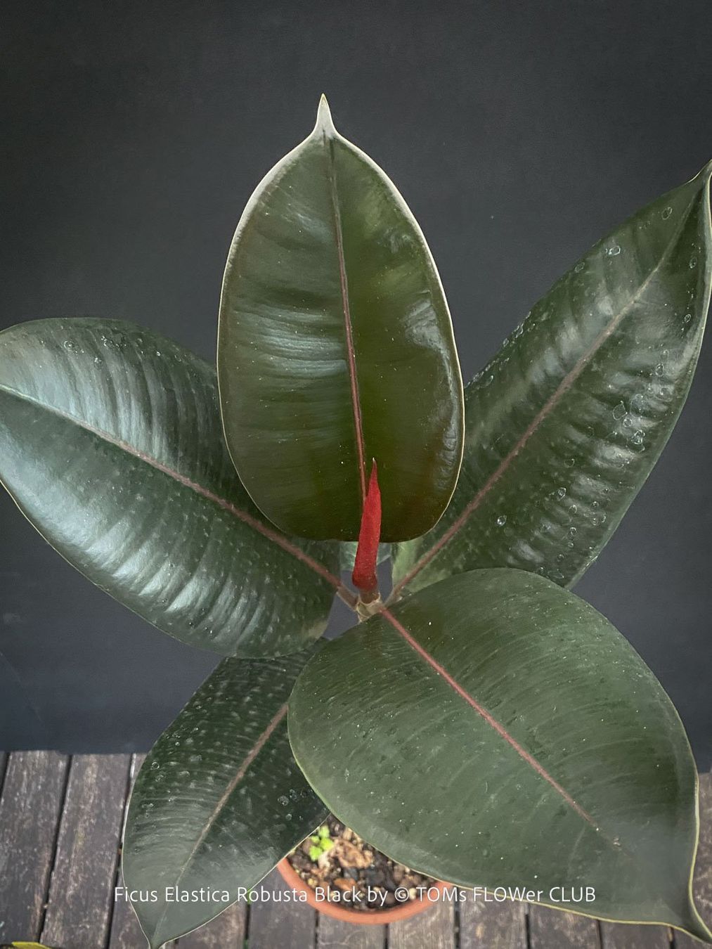 Pflanzen & Samen: Ficus Elastica Robusta Black - "schwarzer Gummibaum" – Neu und originalverpackt aus Adliswil von TAKEYOURPLANT 1