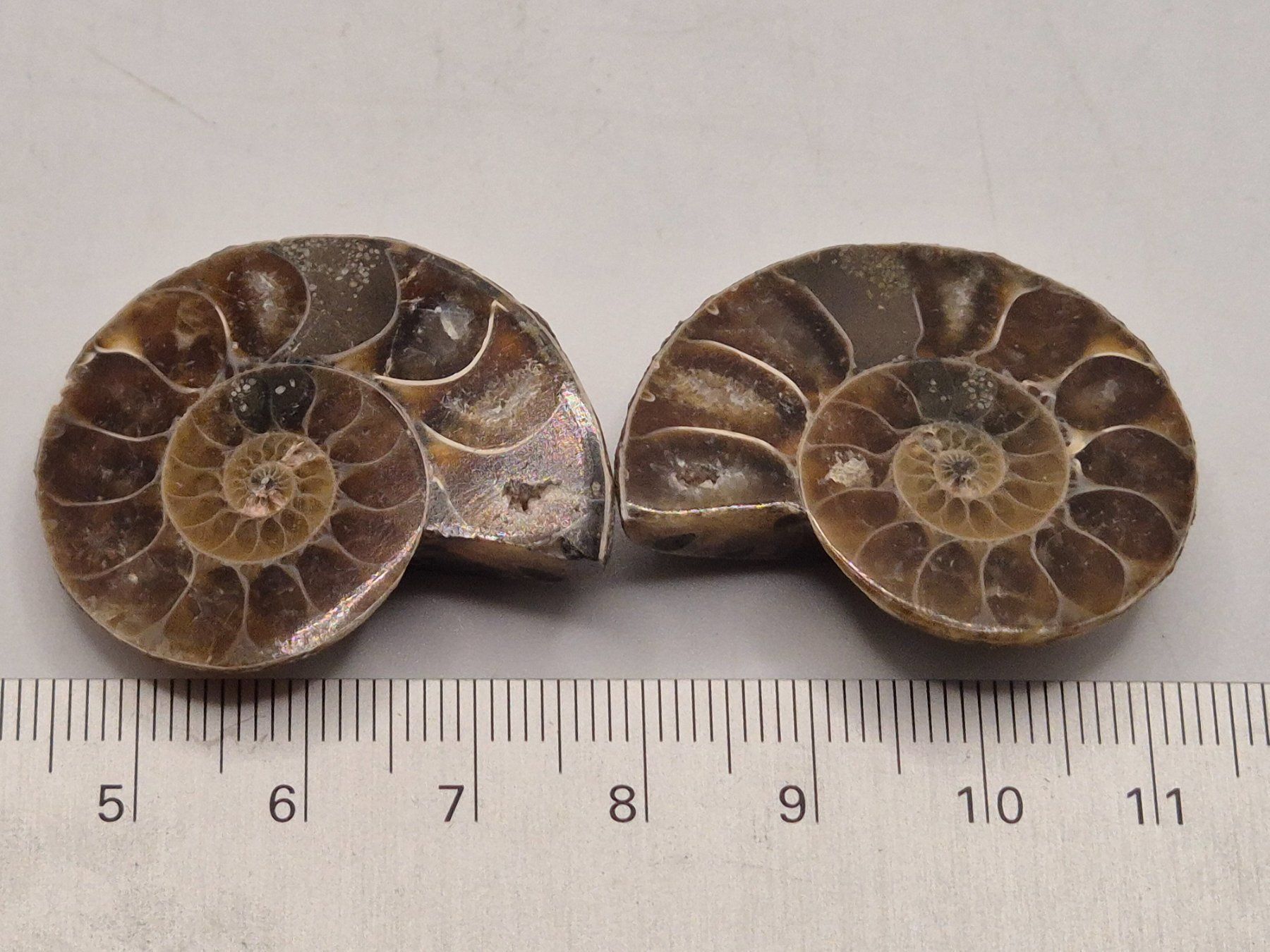 Fossilien: Ammonit Paar – Neu und originalverpackt aus Winterthur von LukasMineralienOase 2
